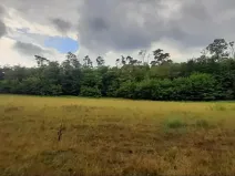 Prodej lesa, Týnec nad Labem, 7501 m2