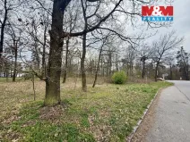 Prodej lesa, Býšť, 3807 m2