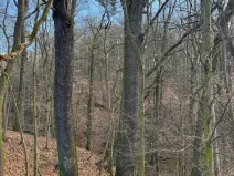 Prodej lesa, Kroměříž, 1674 m2