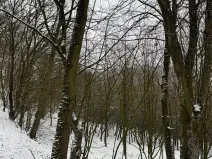 Prodej lesa, Chotiměř, 26763 m2