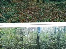 Prodej lesa, Okrouhlá Radouň, 2772 m2