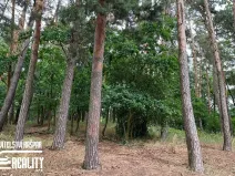 Prodej lesa, Borohrádek, Rudé armády, 5514 m2