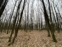 Prodej lesa, Silůvky, 2829 m2