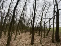 Prodej lesa, Silůvky, 174 m2