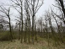 Prodej lesa, Silůvky, 375 m2