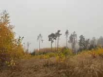 Prodej lesa, Úboč, 13538 m2