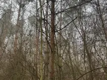 Prodej lesa, Chotiněves, 3854 m2