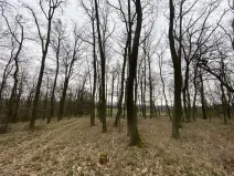 Prodej lesa, Silůvky, 3896 m2