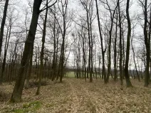 Prodej lesa, Silůvky, 3896 m2