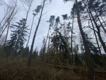 Prodej lesa, Blížejov - Lštění, 4481 m2