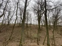 Prodej lesa, Silůvky, 462 m2