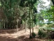 Prodej lesa, Červená Řečice, 214 m2