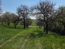 Prodej zahrady, Křenovice, 4967 m2