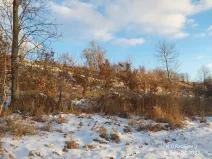 Prodej lesa, Buřenice, 9049 m2