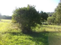 Dražba zahrady, Město Albrechtice, 694 m2