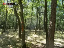 Prodej lesa, Vážany, 15368 m2