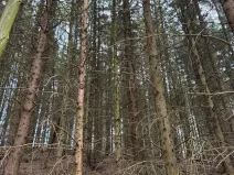 Prodej podílu lesa, Maletín, 10553 m2