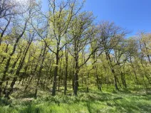 Prodej lesa, Silůvky, 521 m2