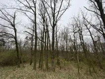 Prodej lesa, Silůvky, 375 m2