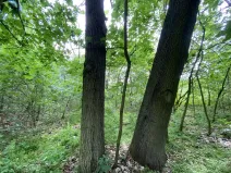 Prodej lesa, Silůvky, 697 m2
