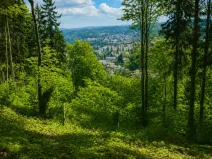 Prodej lesa, Semily, 1939 m2