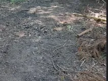 Prodej lesa, Těrlicko, 565 m2