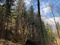 Prodej lesa, Železný Brod, 4901 m2