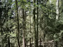 Prodej lesa, Dobřany, 12043 m2