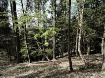 Prodej lesa, Dobřany, 12043 m2