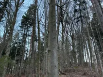 Prodej lesa, Zděchov, 5729 m2