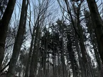 Prodej lesa, Zděchov, 5729 m2