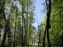 Prodej lesa, Řepín, 5226 m2