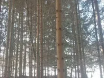 Prodej lesa, Dívčí Kopy, 1088 m2