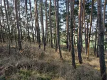 Prodej lesa, Horosedly, 2335 m2