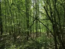 Prodej lesa, Nový Hrozenkov, 21241 m2