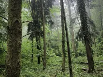 Prodej podílu lesa, Pustiměř, 1292 m2
