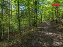 Prodej lesa, Jestřebí, 6855 m2