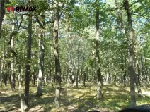 Prodej podílu lesa, Vážany, 38449 m2