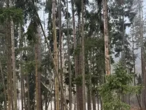 Prodej lesa, Vacov, 24200 m2