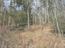 Prodej lesa, Křoví, 1060 m2