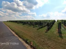 Prodej sadu/vinice, Čejkovice, 16688 m2