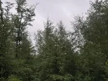 Prodej podílu lesa, Velké Hamry, 1819 m2