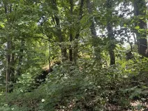 Prodej lesa, Čížkov, 10503 m2