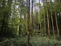 Prodej lesa, Třeboc, 1785 m2