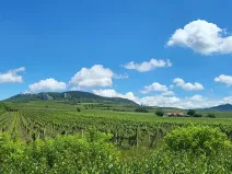 Prodej sadu/vinice, Perná, 32000 m2
