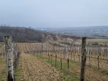 Prodej sadu/vinice, Velké Němčice, 90000 m2