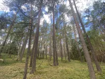 Prodej lesa, Chlumany, 4760 m2
