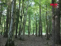 Prodej lesa, Chyňava - Lhotka u Berouna, 7138 m2