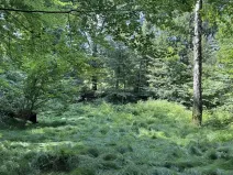 Prodej rybníku, Karviná, 12501 m2