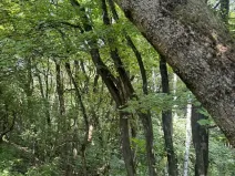 Prodej lesa, Kněžnice, 6851 m2